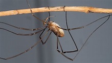 How a Daddy Long Legs Harvestman Grows Such Strange Legs - The New York ...