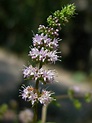 Mentha spicata - Spearmint | World of Flowering Plants