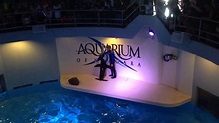 Aquarium of Niagara, Niagara Falls - YouTube