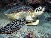 綠海龜怎麼養 需要高氧的水質環境 - 愛寵物咨詢網