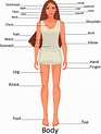 Premium Vector | Diagram of the human body parts on the girl