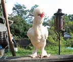 Sultan Chicken Breed Info + Where to Buy - Chicken & Chicks Info