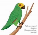 Yellow Headed Amazon Parrot Illustrations Illustrations, Royalty-Free ...