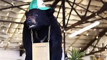 La trágica historia de Pablo EskoBear, el oso que se zampó 30 kilos de ...