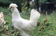 Sultan Chicken: All You Need To Know | Chicken Fans