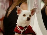 Beverly Hills Chihuahua Movie Trailer, Reviews and More | TV Guide