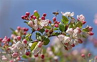 In voller Blüte ... Foto & Bild | tiere, wildlife, insekten Bilder auf ...