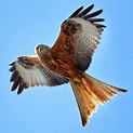 Red Kite, UK : r/BirdPhotography