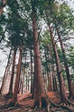 Northern White Pines Photograph by Michael Nesgoda - Fine Art America