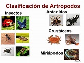 Los artrópodos: características y clasificación | Foro PortalPez de ...