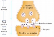 O que é sinapse? Função no cérebro, tipos e como ocorre