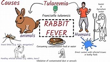 Tularemia (Rabbit Fever): Symptoms, Pathogenesis, Diagnosis, Treament ...