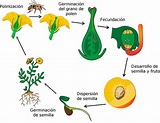 Germinación del grano del polen
