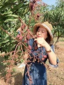 暖冬影響？果農驚喜！台南安定芒果提前開花、結果 - 生活 - 自由時報電子報