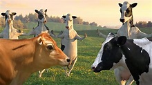 FUNNY COW DANCE 4 │ Cow Song & Cow Videos 2024 - YouTube