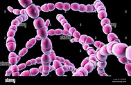 Ilustración informática de Streptococcus thermophilus, Gram-positivo ...