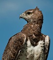 Martial eagle (Polemaetus bellicosus) | DinoAnimals.com