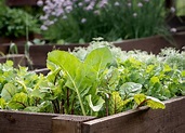 12 Fast-Growing Vegetables for Your Home Garden - Bob Vila