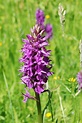 Wilde Orchideen in Deutschland - Naturwelt/Gudrun Kaspareit/