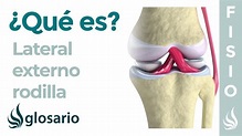 Ligamento LATERAL EXTERNO de la RODILLA | Qué es, ubicación, función y ...