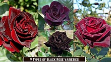 9 Types of Black Roses | Black Rose Varieties - YouTube