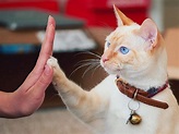Cat High Fives Are Cuter Than Human High Fives