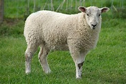 FACTS ABOUT SHEEP - 10 Things Many People Don't Know About Them
