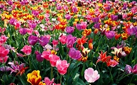 ¿Cuáles son las flores de la Primavera? - ViviendoSanos.com