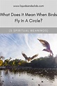 ¿Qué significa cuando los pájaros vuelan en círculo? (5 Significados ...