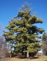 Image result for Northern White Pine | White pine tree, Tree, White pine