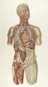 54+ Trendy Medical Art Human Body | Vintage medical art, Medical ...