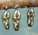 Chrysalis Free Photo Download | FreeImages