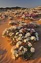 Sahara Desert Vegetation In Flower After Rain | Desert flowers ...
