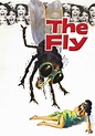 The Fly streaming: where to watch movie online?