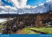 Burnt Forest stock photo. Image of nature, aftermath - 63667462