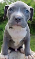 Here is a photo of an amazing male blue pitbull puppy that we have for ...