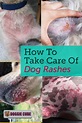 How To Take Care Of Dog Rashes? - Doggie Cube | Dog rash, Dog skin ...