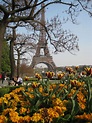 the eiffel tower in paris is surrounded by yellow flowers