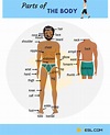 Human Body Parts Names in English with Pictures • 7ESL | Human body ...