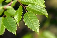 How to Grow and Care for American Hornbeam