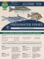 Freshwater Fish Spawning Calendar - Denys Felisha