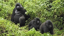 Types of mountain gorillas - gorilla types and species, gorilla tours