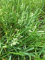 Poa annua or tall fescue grass seed head? : lawncare