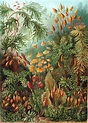 100 Beautiful Illustrations of Biologist Ernst Haeckel – Art Forms of ...