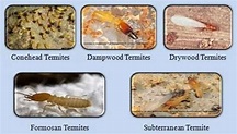 What are the different types of termites found in the United States ...