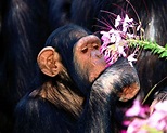 primates.com : great apes : chimpanzees : Pan troglodytes