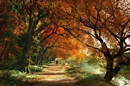 Forever Autumn by DIGITAL-DOM on DeviantArt