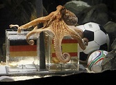本屆世界盃最神準吉祥物－章魚哥保羅，章魚哥是誰呢 @ 天使的咖啡屋 :: 痞客邦