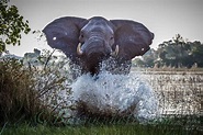 50 Best Wildlife Photography To Get Inspire