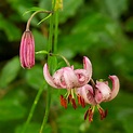 Türkenbundlilie (Lilium martagon), Schwalb Foto & Bild | pflanzen ...